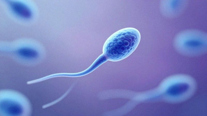 Jak plemniki i chromosomy decydują o płci?