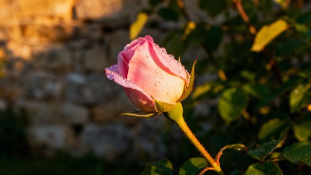 Endometrioza a dzieci — czy można mieć dzieci przy tej chorobie?