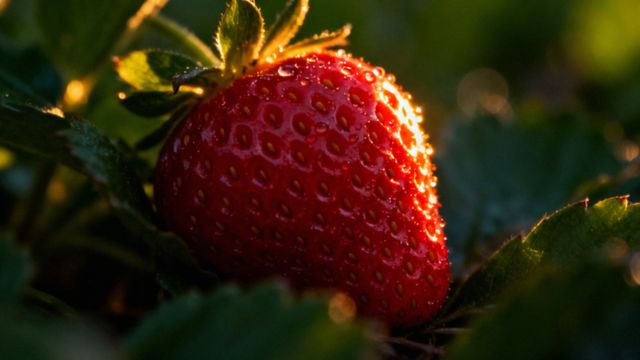 Szkarlatyna – objawy, przyczyny i skuteczne leczenie